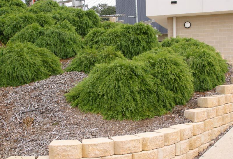Bower Wattle Mini Cog (Acacia cognata)