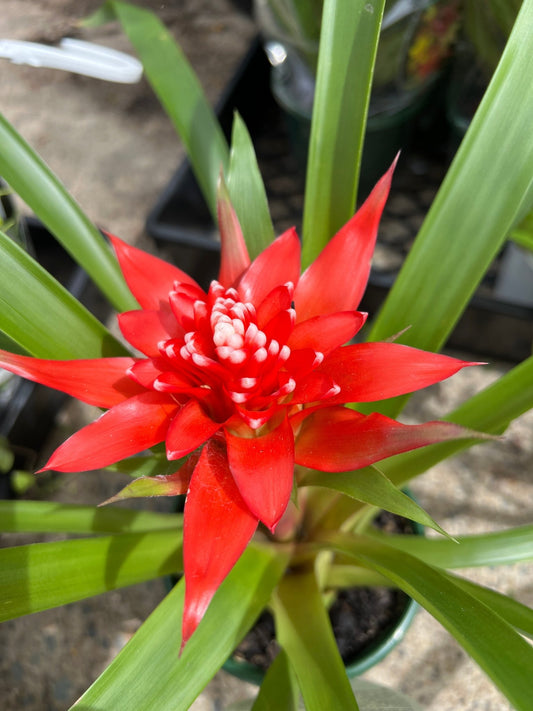 Guzmania spp. Red Bromeliad - Ladybird Nursery