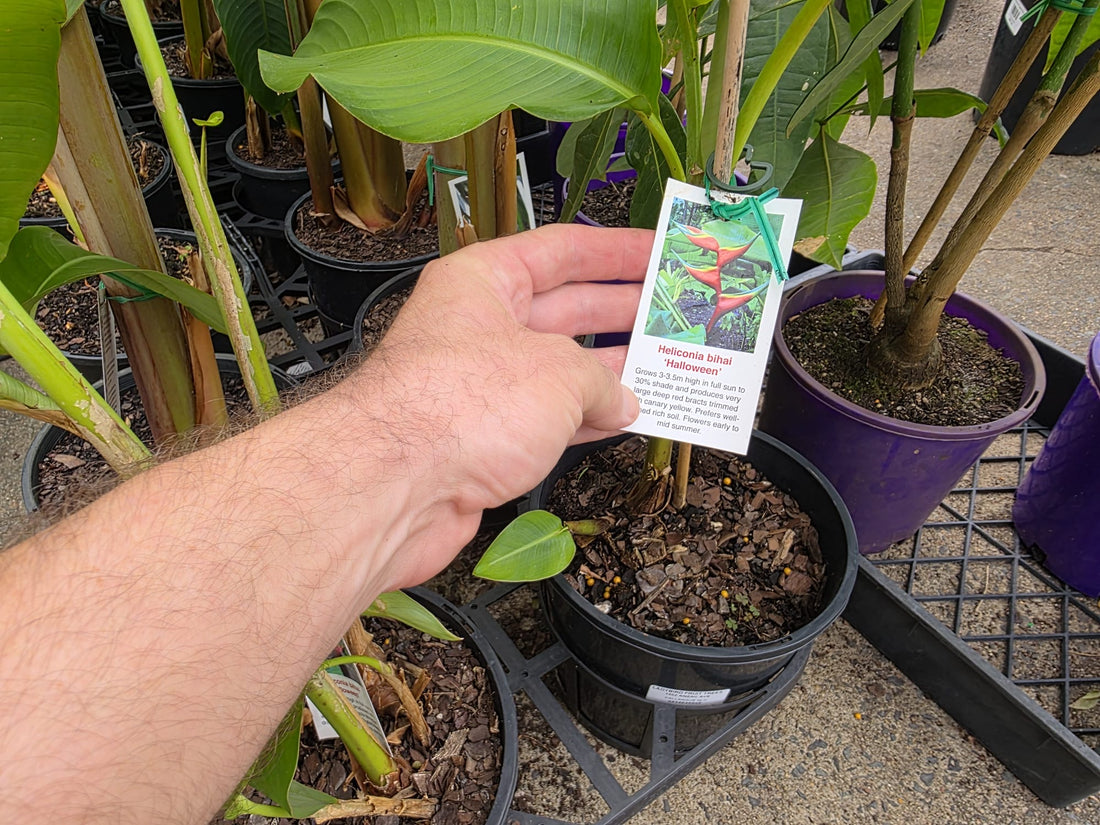 Heliconia bihai 'Halloween' - Ladybird Nursery