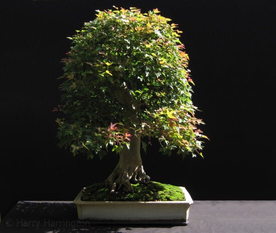 Trident Maple Bonsai Starter (Acer buergeranium) - Ladybird Nursery