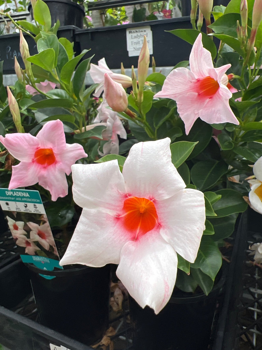 Mandevilla Jade Apple Blossom (Dipladenia Diamantina) - Ladybird Nursery