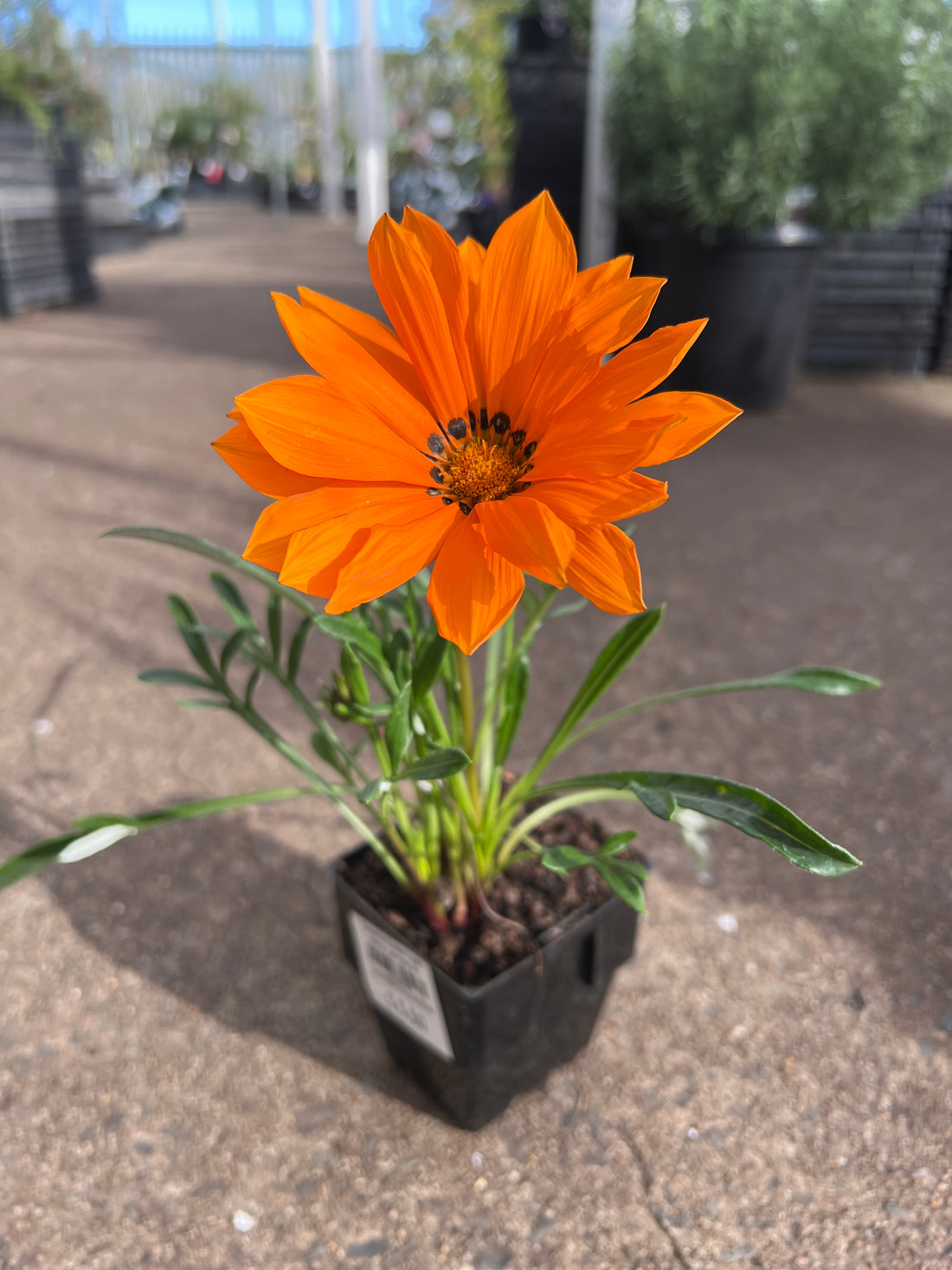 Gazania Green Leaf (PICK UP ONLY)