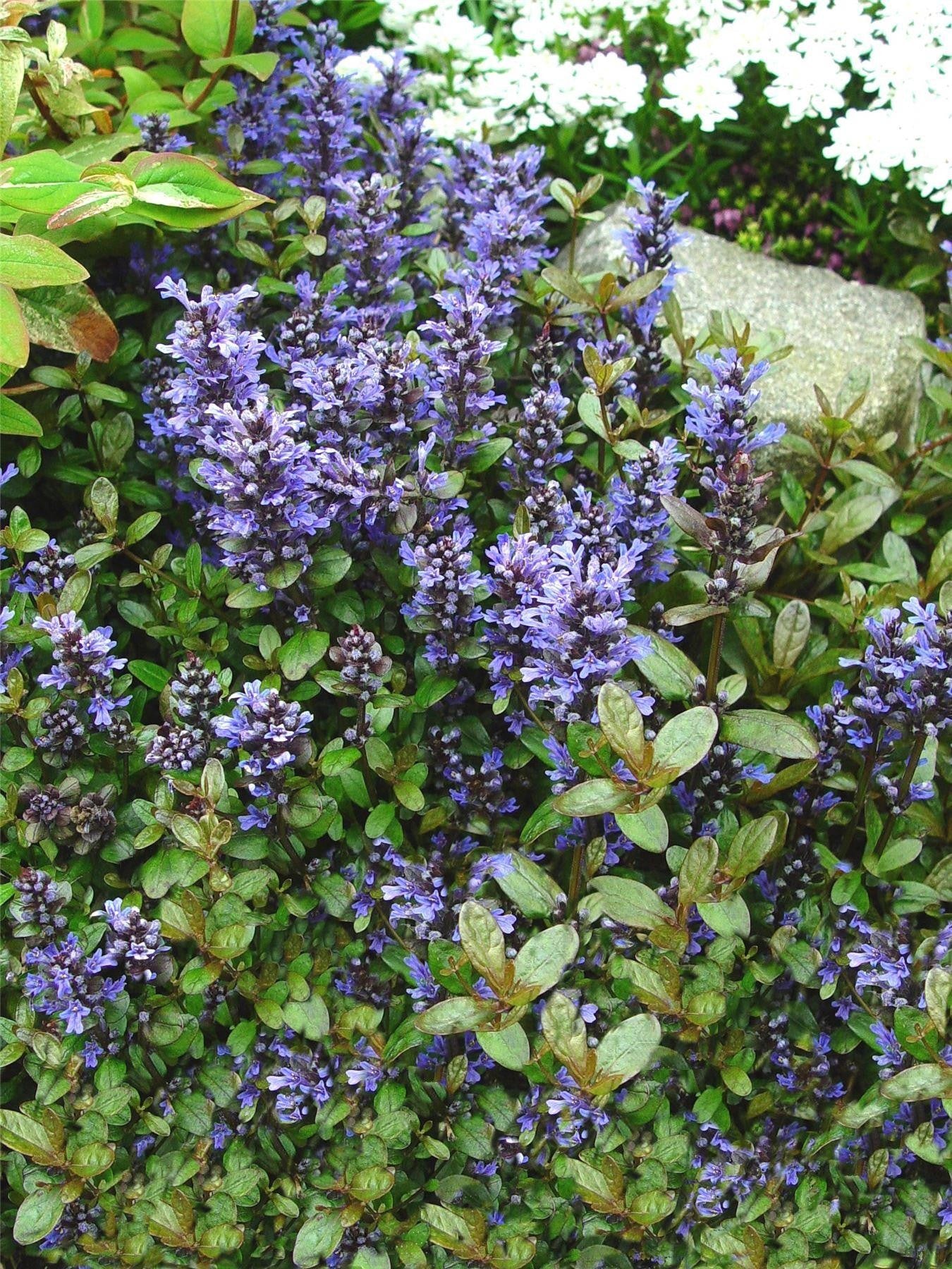 Chocolate Chip Bugle (Ajuga reptans)