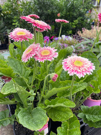 Gerbera 'Corine' - Ladybird Nursery