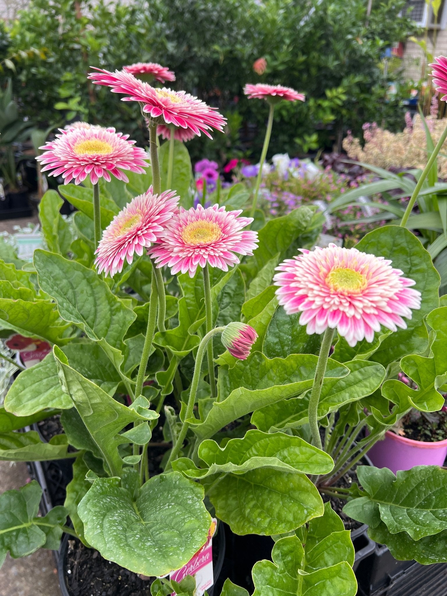 Gerbera 'Corine' - Ladybird Nursery