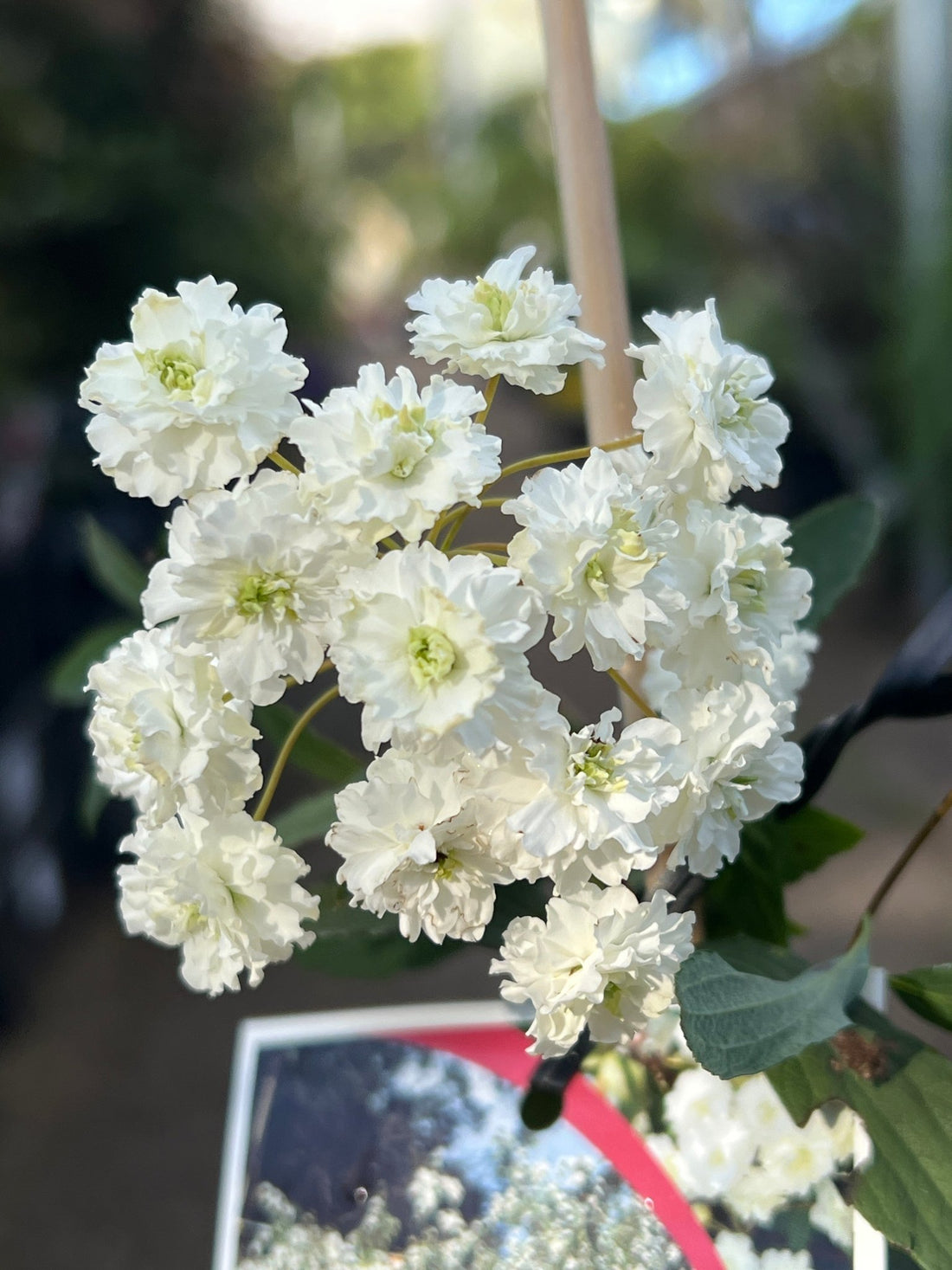 Spirea White May (Spiraea) - Ladybird Nursery