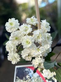 Spirea White May (Spiraea) - Ladybird Nursery
