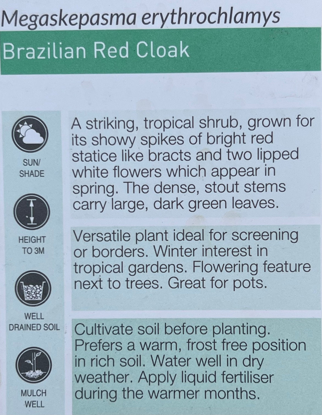 Brazilian Red Cloak (Megaskepasma erythrochlamys) - Ladybird Nursery