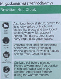 Brazilian Red Cloak (Megaskepasma erythrochlamys) - Ladybird Nursery