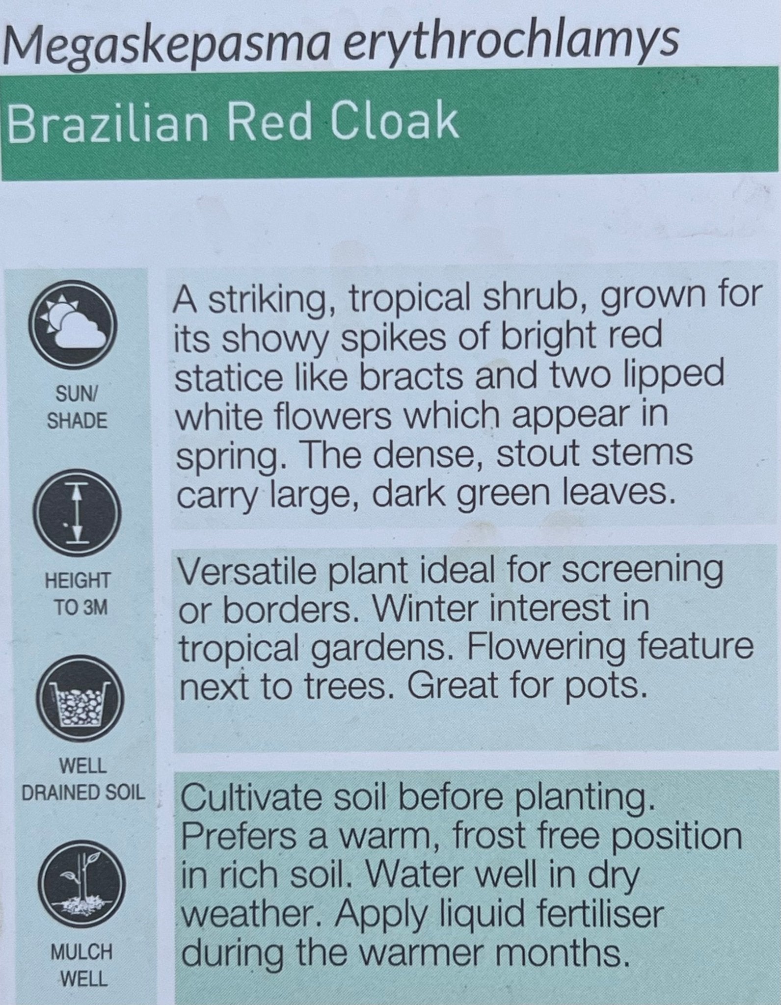 Brazilian Red Cloak (Megaskepasma erythrochlamys) - Ladybird Nursery