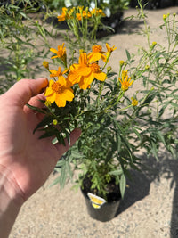 Marigold 'Mexican' (Tagetes lemmonii) - Ladybird Nursery