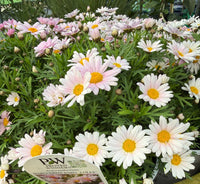 Argyranthumum 'Lolly' - Large - Ladybird Nursery