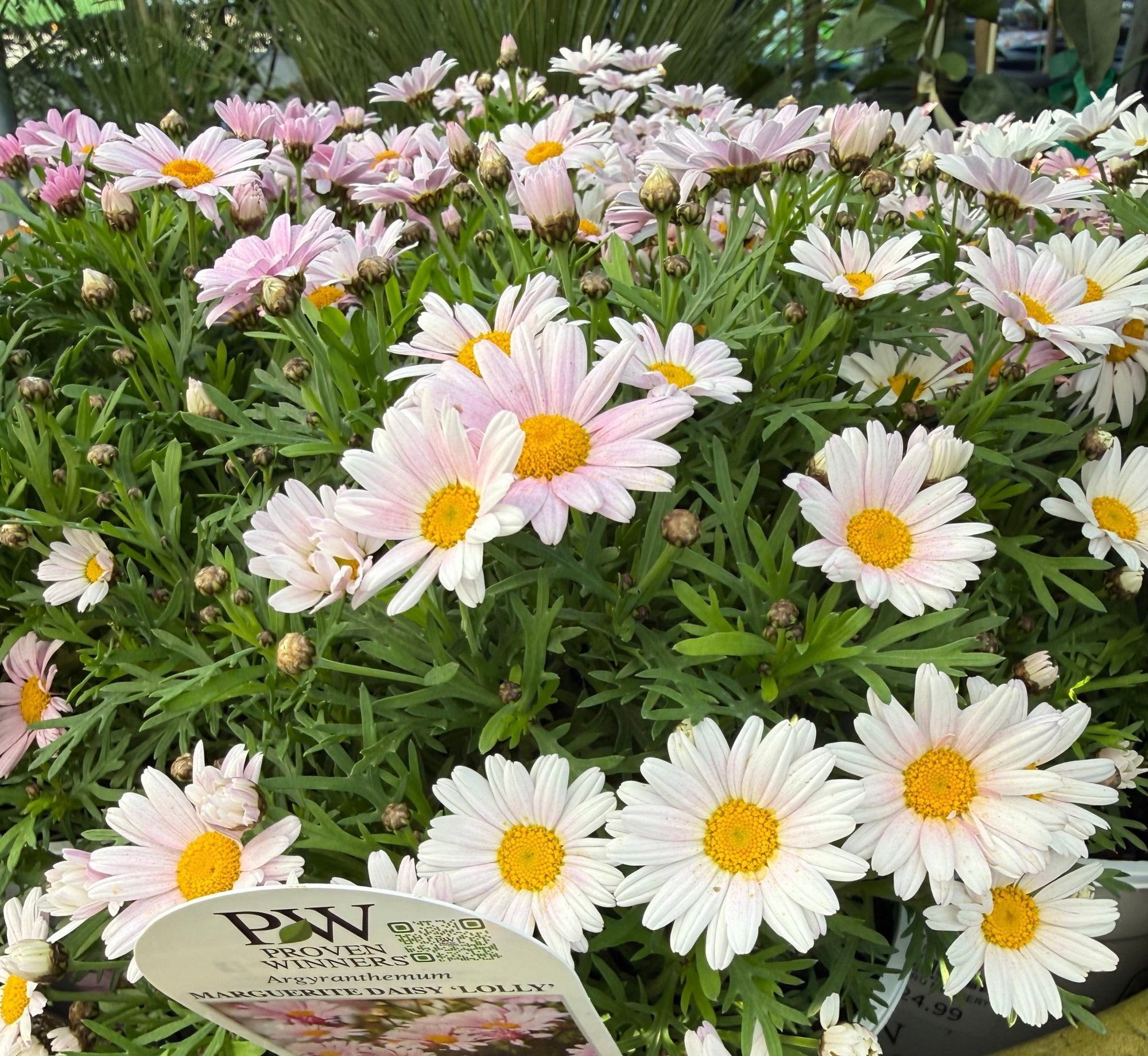 Argyranthumum 'Lolly' - Large - Ladybird Nursery
