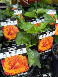 Hibiscus 'Fantasy Sunset Ruffle' (Hibiscus rosa-sinensis) - Ladybird Nursery
