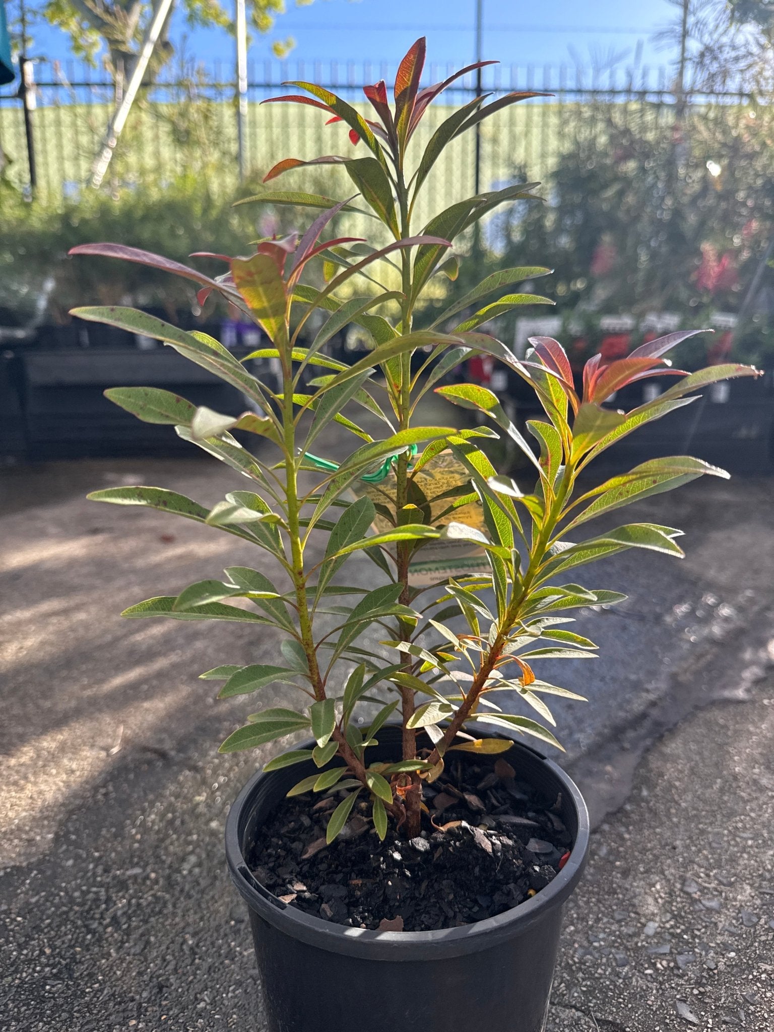 Golden Penda 'Little Goldie' (Xanthostemon chrysanthus) - Ladybird Nursery