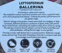 Leptospermum 'Ballerina' - Ladybird Nursery