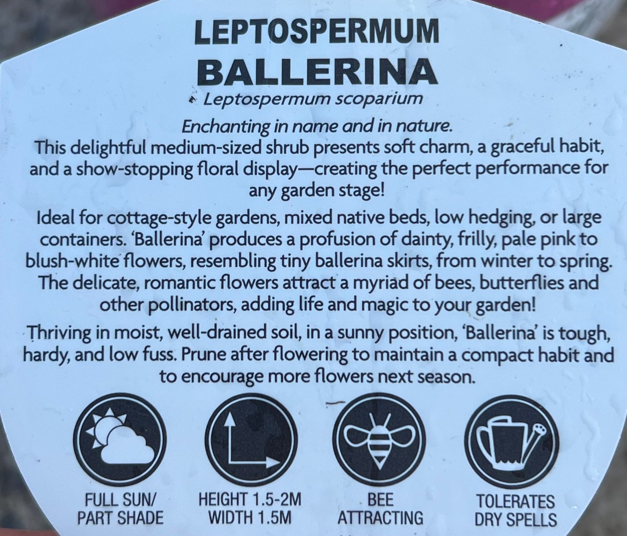 Leptospermum 'Ballerina' - Ladybird Nursery