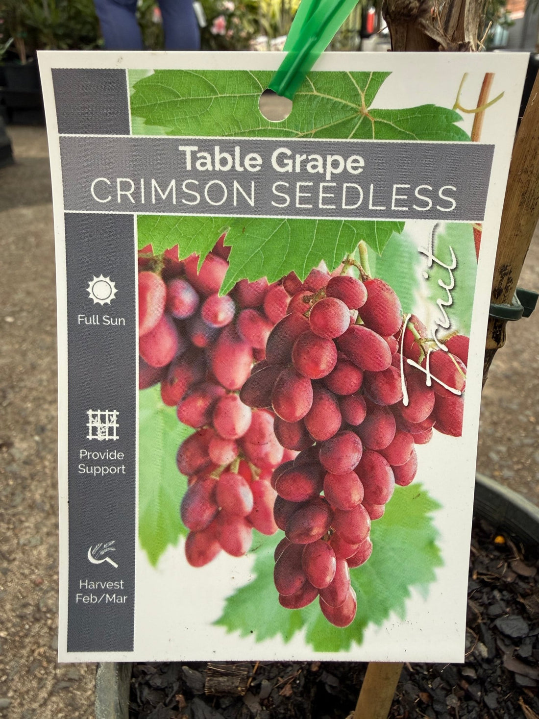 Grape 'Crimson Seedless' - Large (QLD ONLY) - Ladybird Nursery
