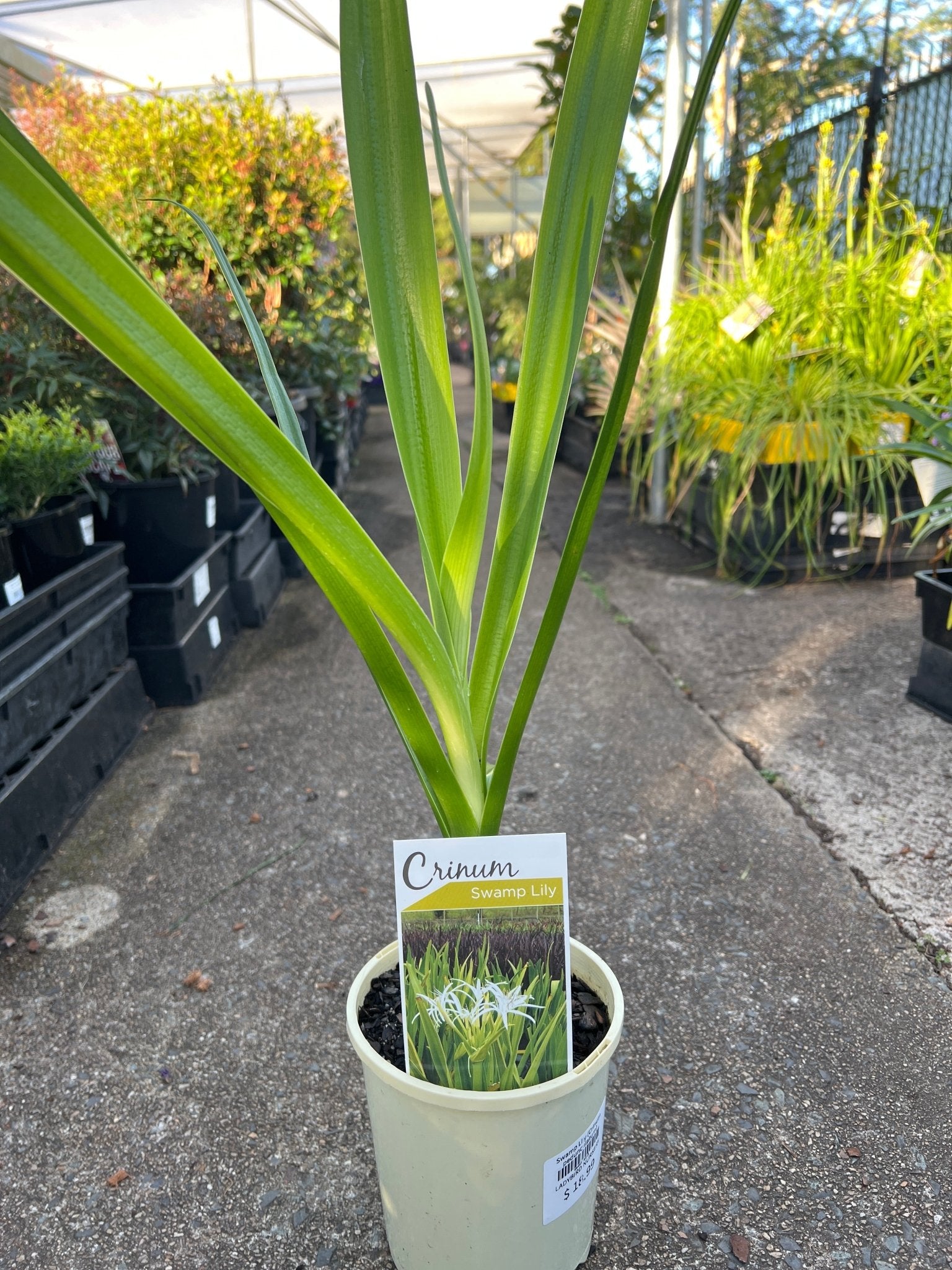 Swamp Lily (Crinum pedunculatum) - Ladybird Nursery