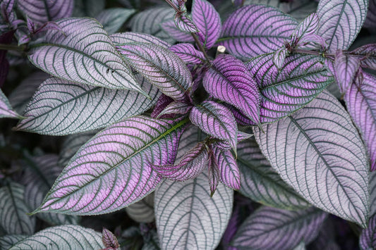 Velvet Shield (Strobilanthes gossypinus)