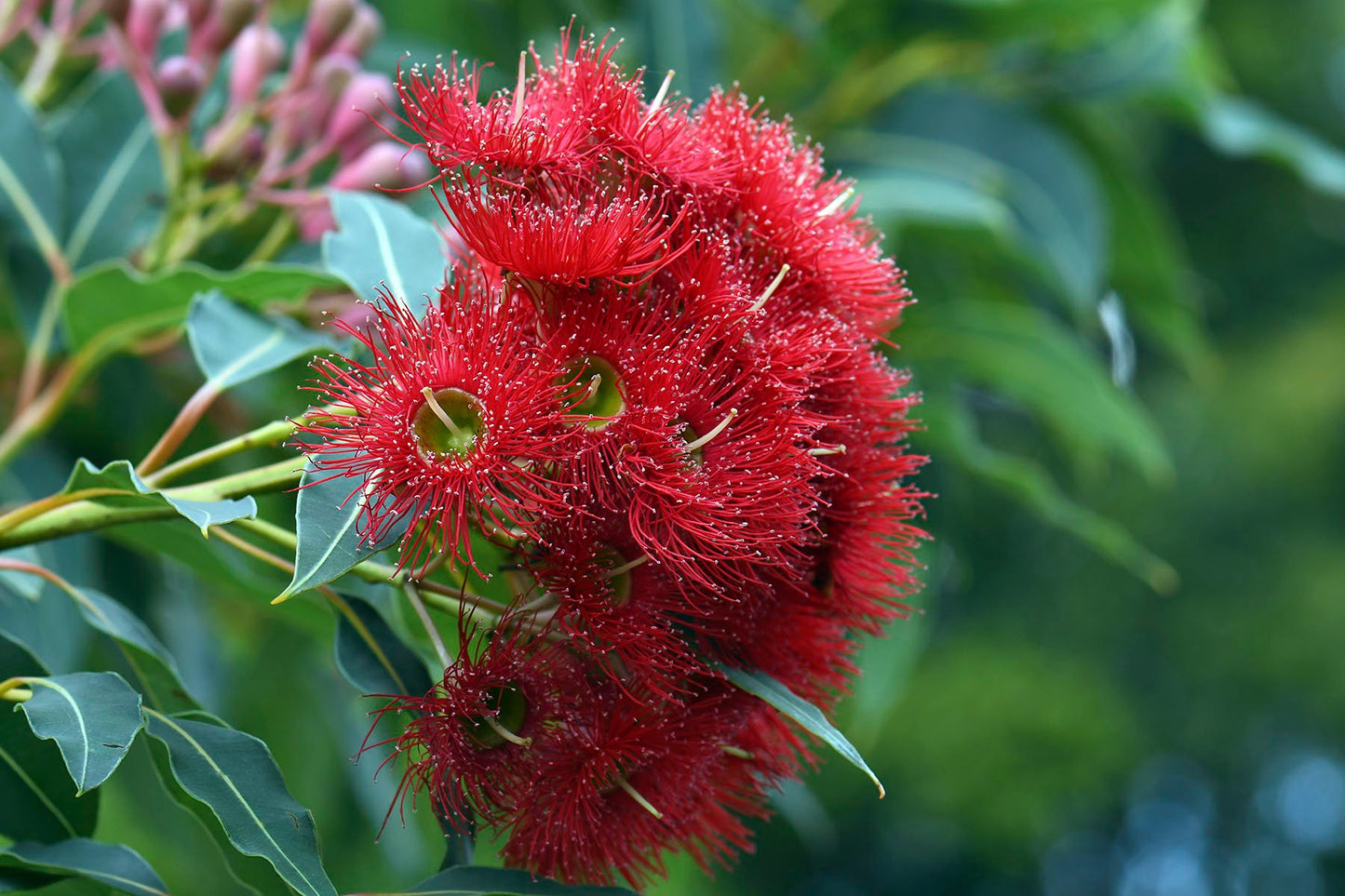 Red Flowering Gum Wildfire (Corymbia ficifolia)