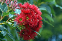 Red Flowering Gum Wildfire (Corymbia ficifolia)