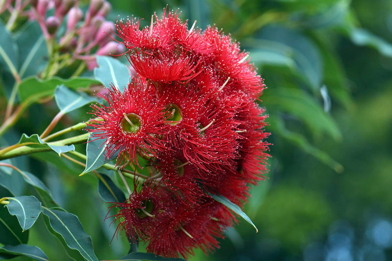 Red Flowering Gum Wildfire (Corymbia ficifolia)