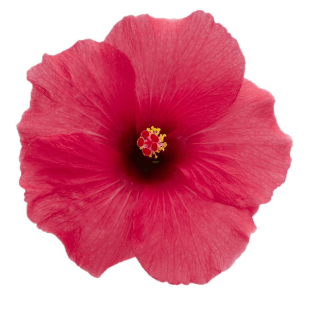 Hibiscus Flamenco™ Adonicus Pink - Ladybird Nursery
