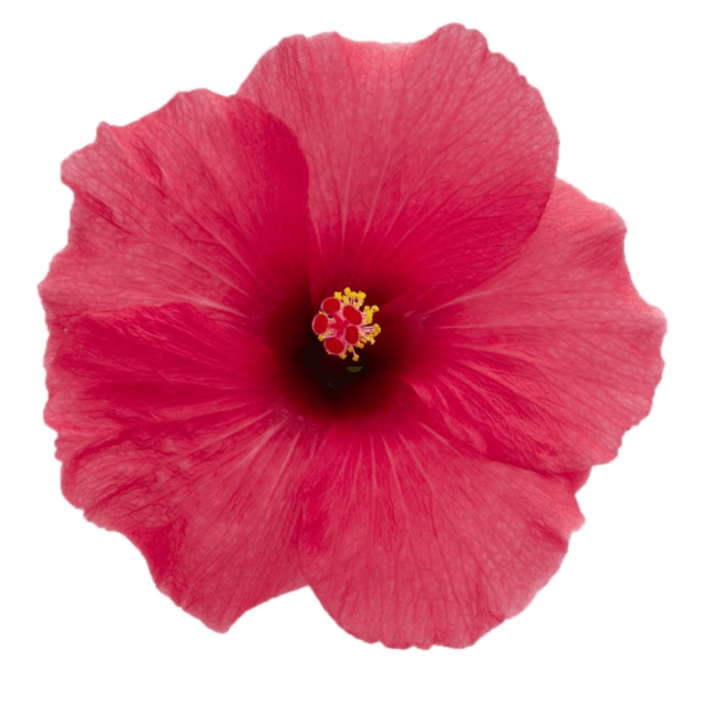 Hibiscus Flamenco™ Adonicus Pink