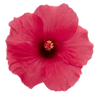 Hibiscus Flamenco™ Adonicus Pink