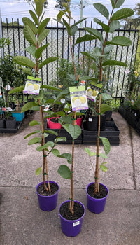Guava 'Amman' (Psidium guajava) - Ladybird Nursery