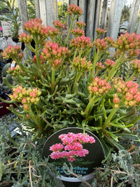 Kalanchoe tarantula - Ladybird Nursery