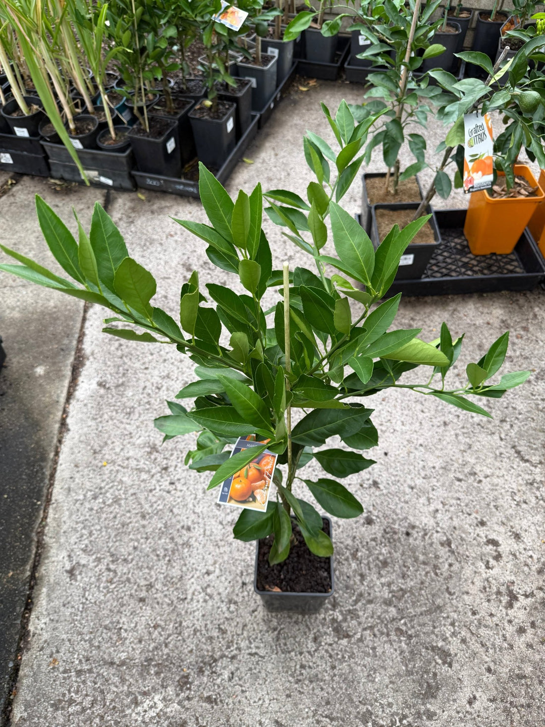 Mandarin Satsuma 'Okitsu Wase' (QLD Only) - Ladybird Nursery