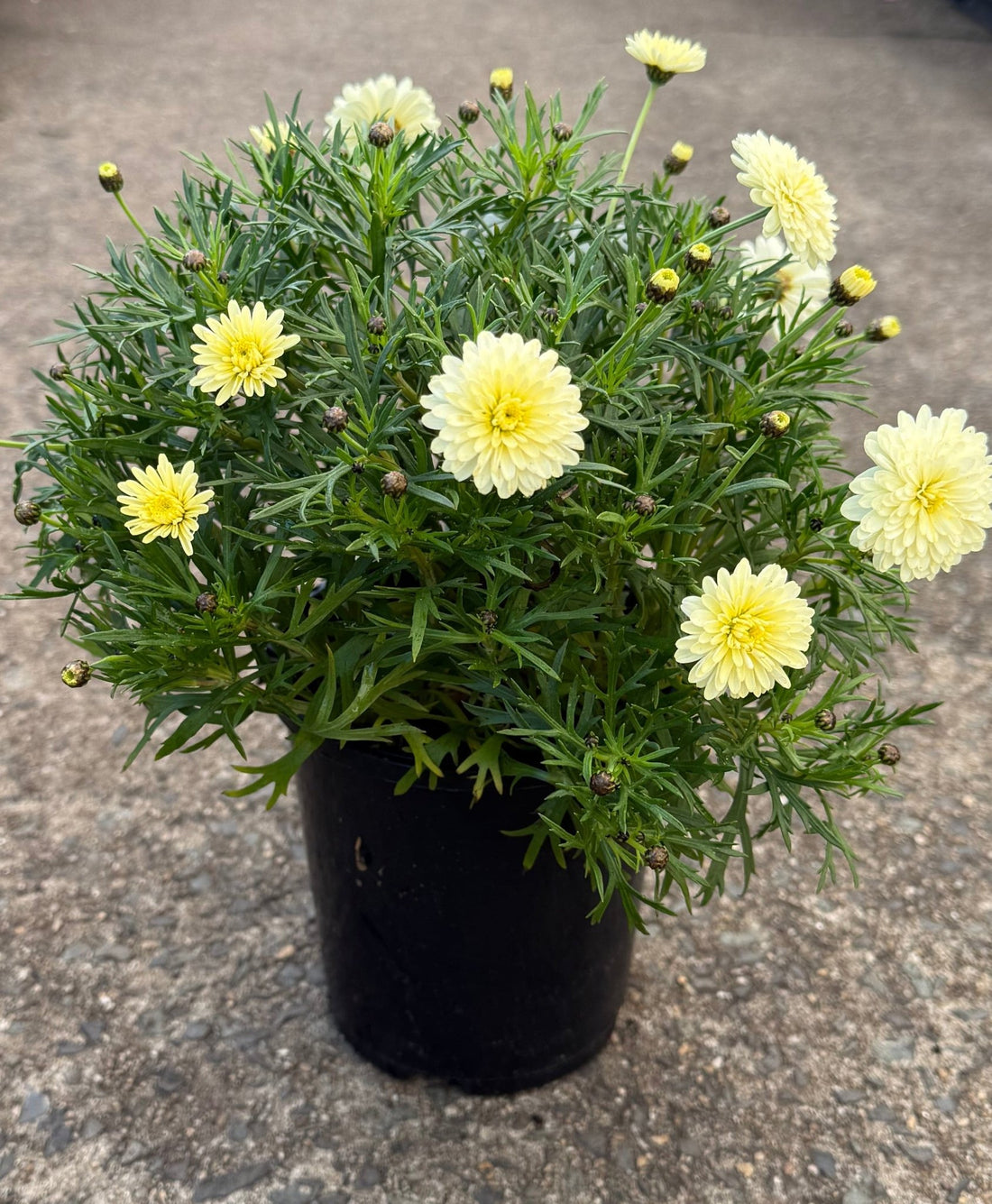 Daisy 'Double Yellow' (Argyranthemum) - Ladybird Nursery