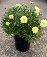 Daisy 'Double Yellow' (Argyranthemum) - Ladybird Nursery