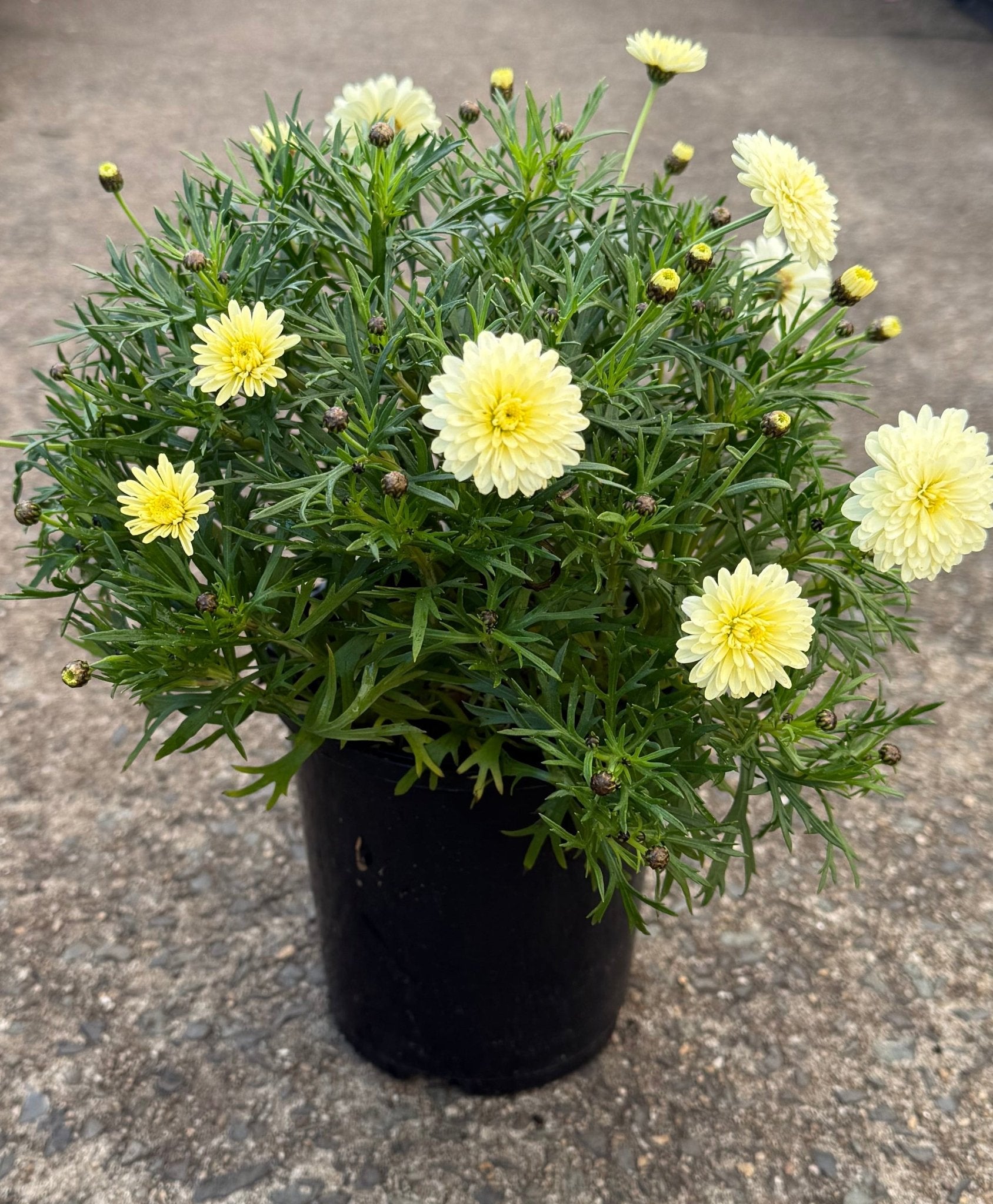 Daisy 'Double Yellow' (Argyranthemum) - Ladybird Nursery