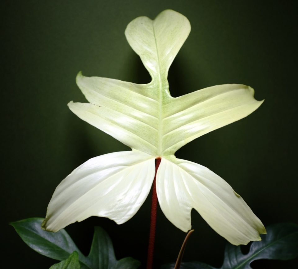 Philodendron Florida Ghost - Ladybird Nursery