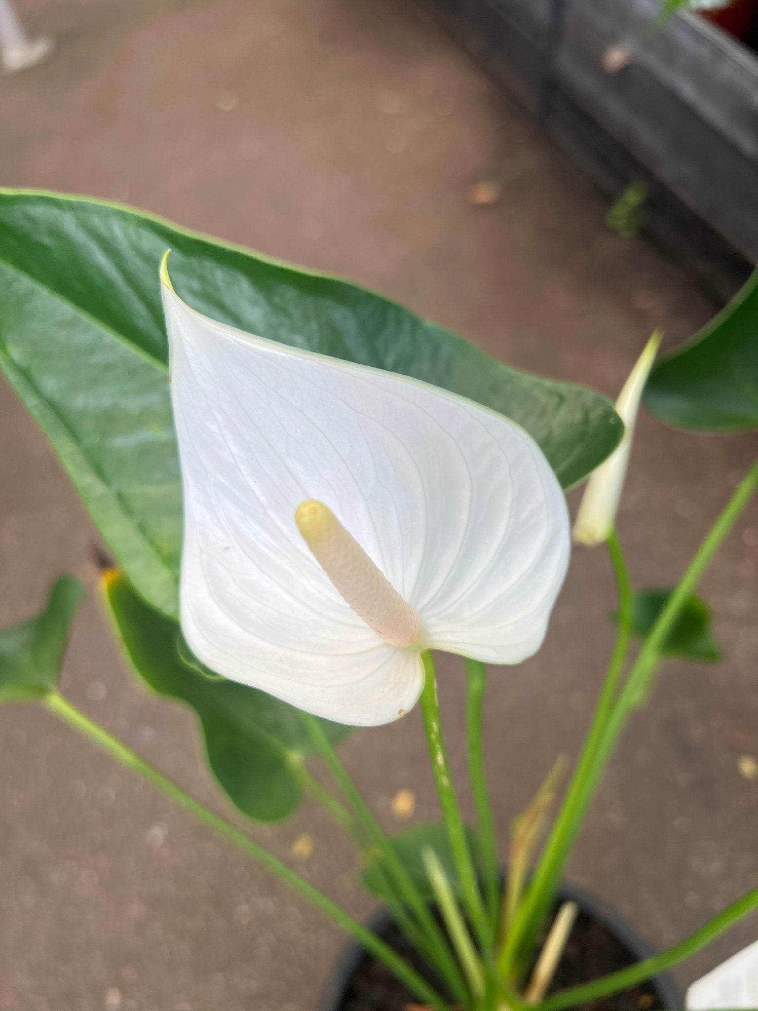anthurium white winner Anthurium 'White Winner' Plant – Buy Now! – Ladybird Nursery