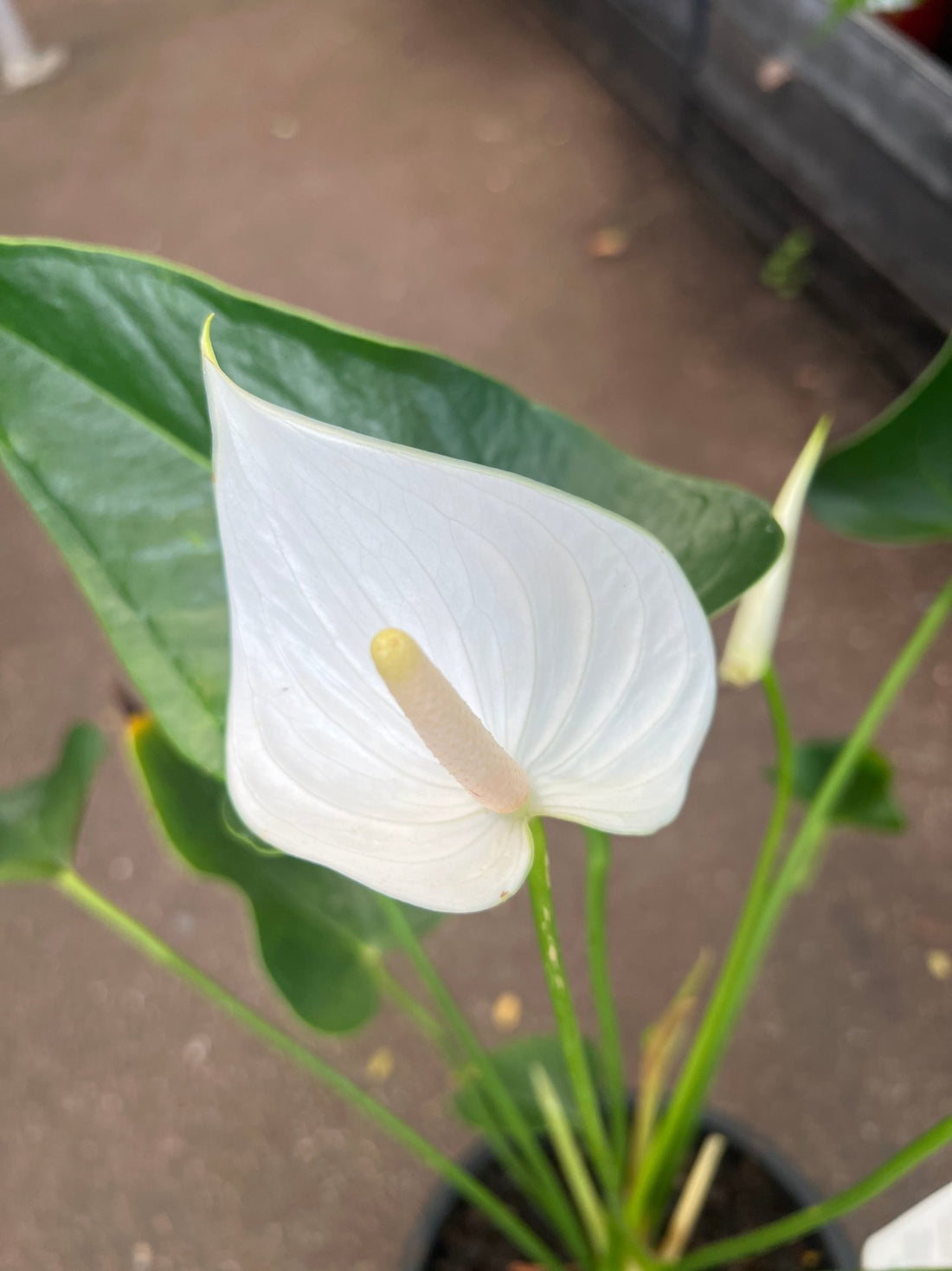 Anthurium 'White Winner' - Ladybird Nursery