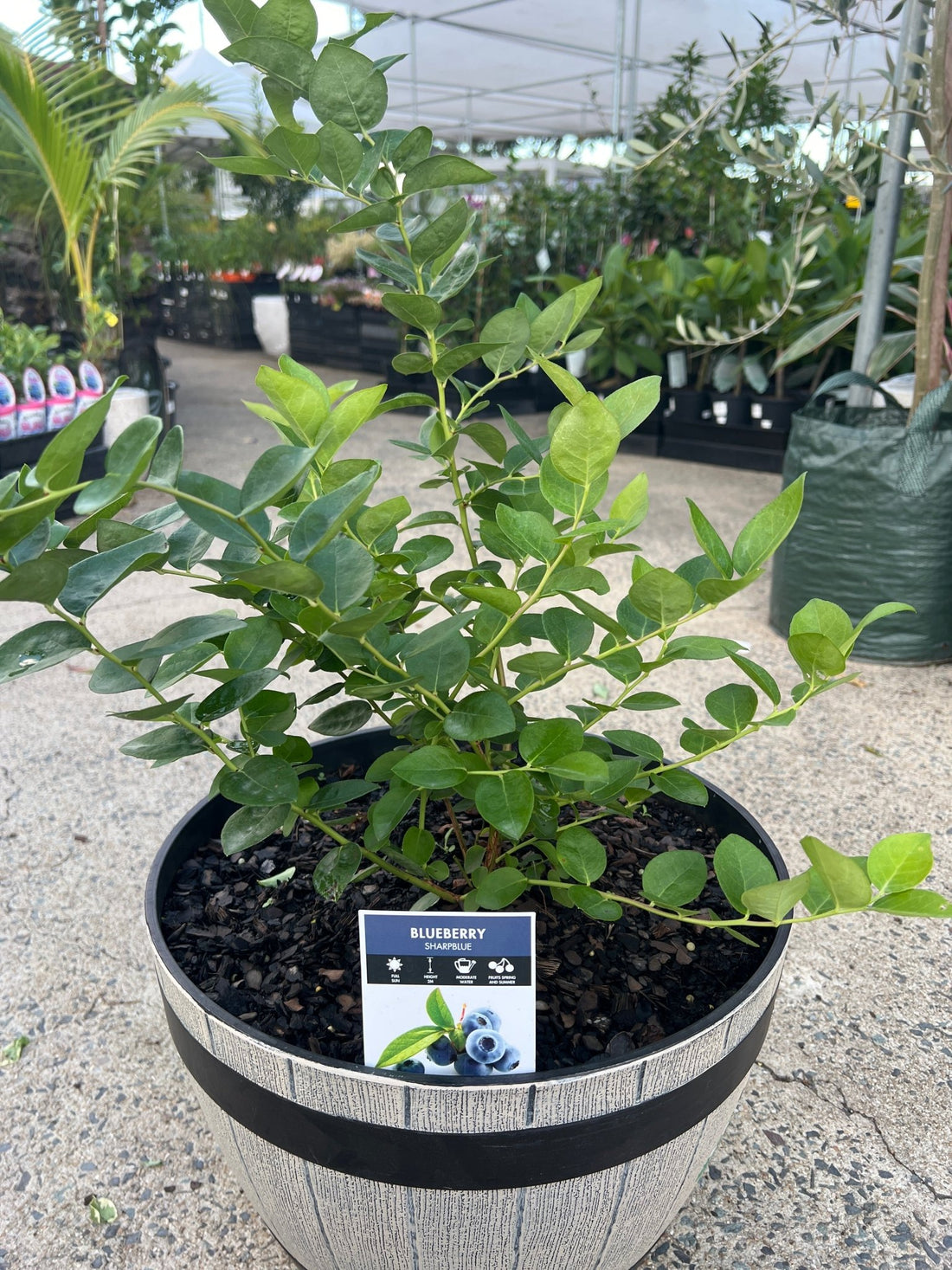 Blueberry 'Sharpe Blue' (Advanced) PICK UP ONLY - Ladybird Nursery