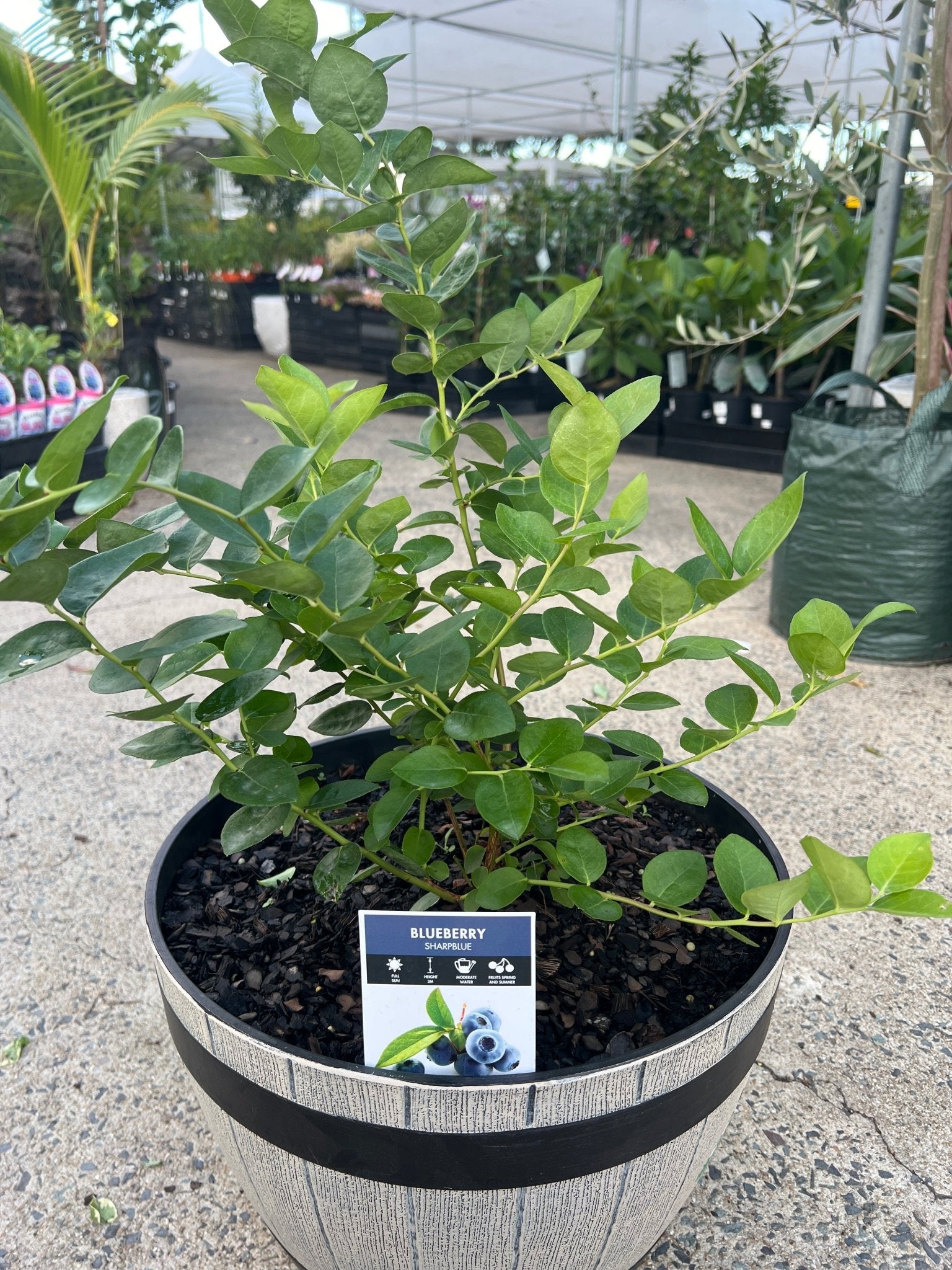 Blueberry 'Sharpe Blue' (Advanced) PICK UP ONLY - Ladybird Nursery