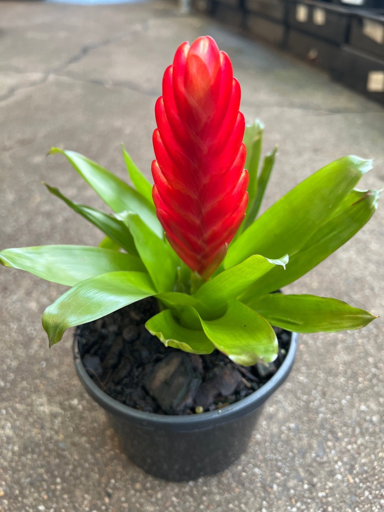Bromeliad Red (Vriesea) - Ladybird Nursery