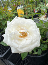 Rose Terrazza® Clear (Rosa) - Ladybird Nursery