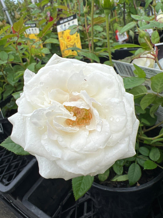 Rose Terrazza® Clear (Rosa) - Ladybird Nursery