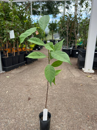 Dwarf Jackfruit 'Nangka Mini' - Ladybird Nursery
