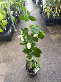 Pineapple Guava (Feijoa sellowiana) - Large - Ladybird Nursery