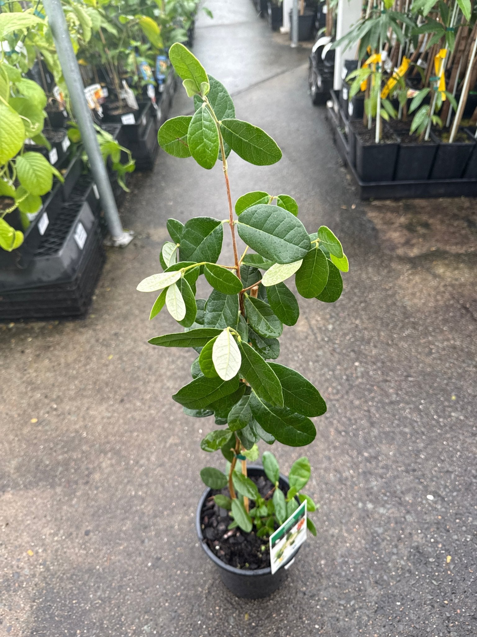 Pineapple Guava (Feijoa sellowiana) - Large - Ladybird Nursery