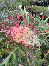 Grevillea 'Pink Profusion' - Ladybird Nursery
