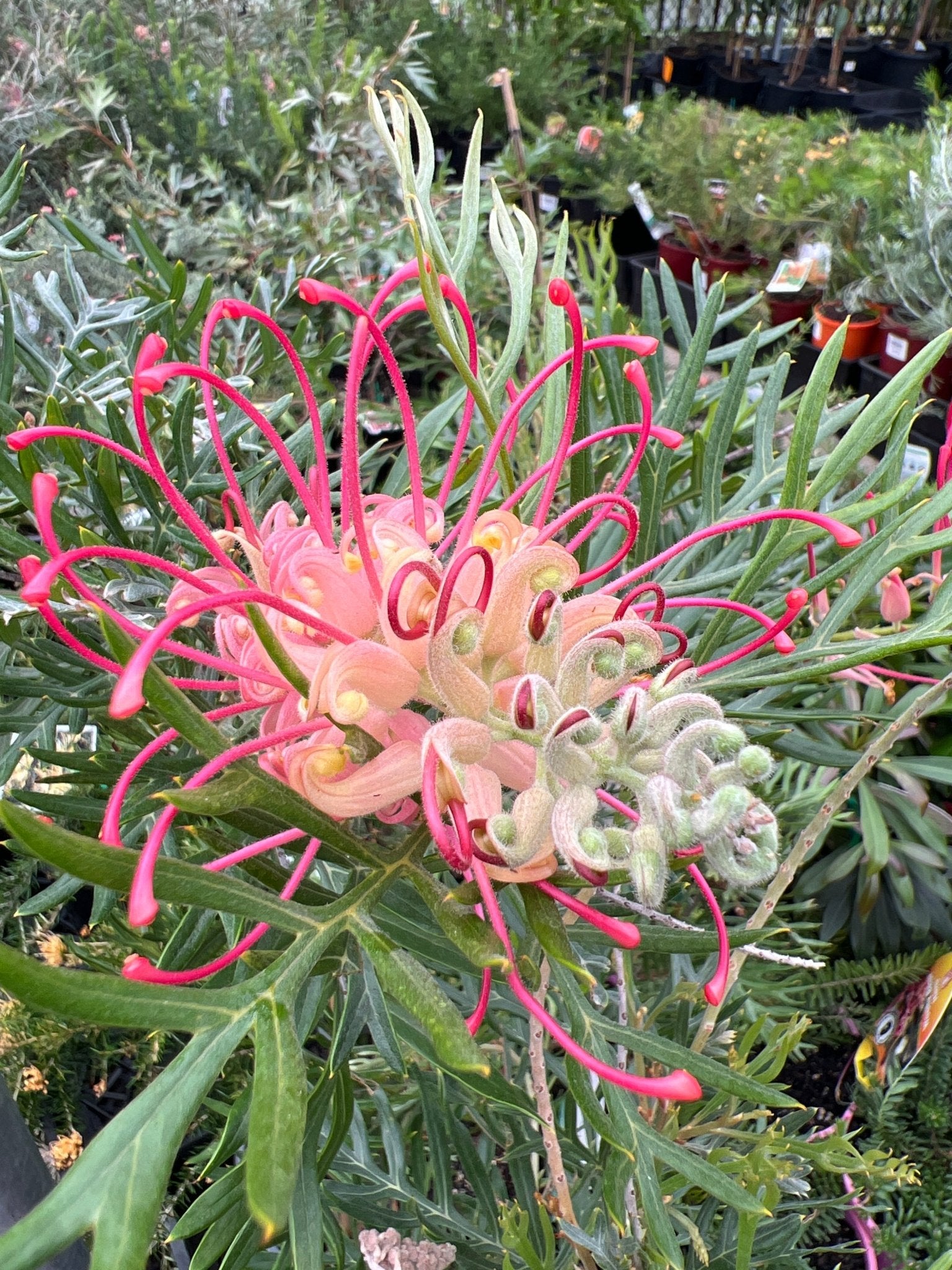 Grevillea 'Pink Profusion' - Ladybird Nursery