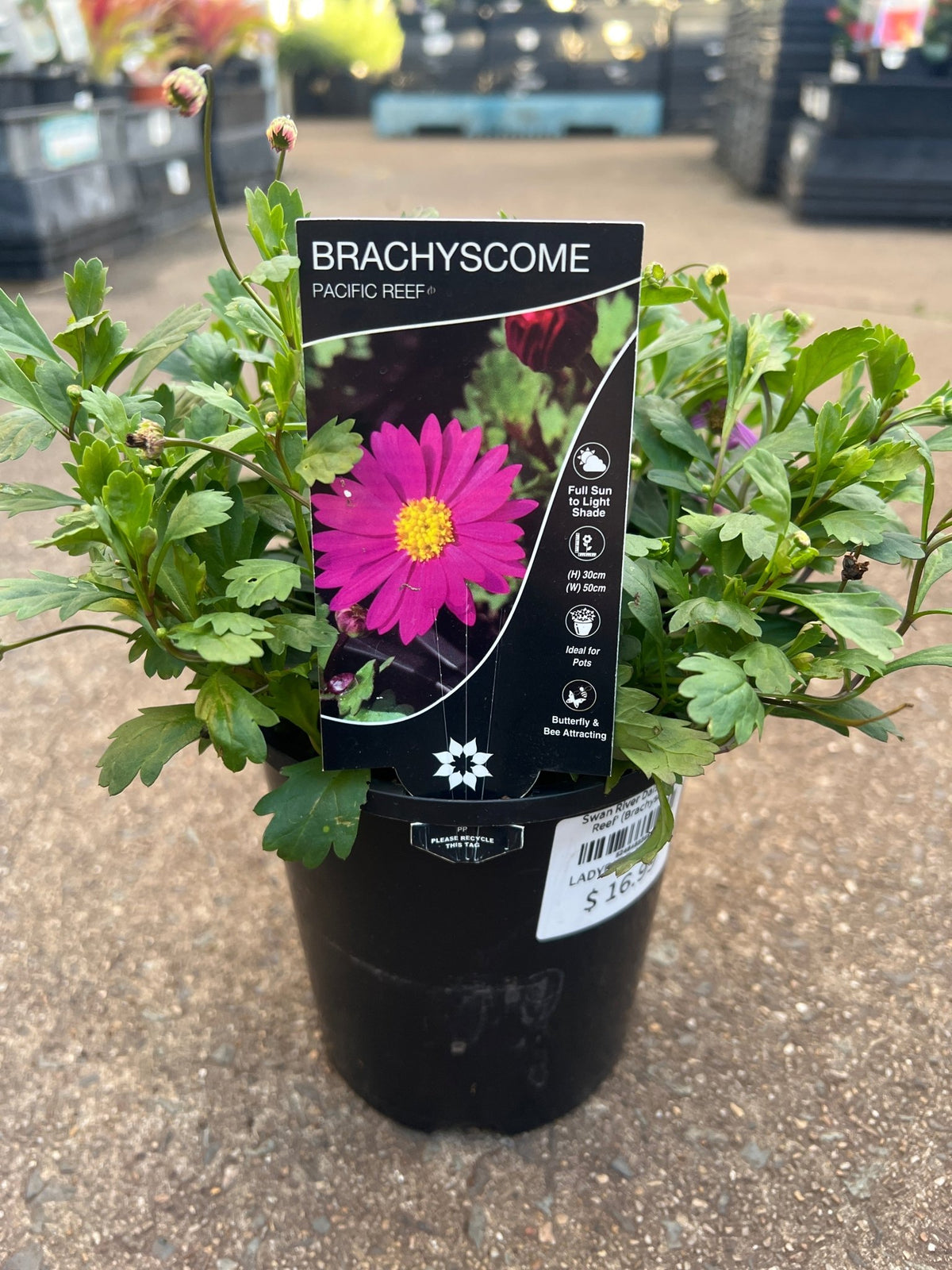 Swan River Daisy 'Pacific Reef' (Brachyscome) - Ladybird Nursery